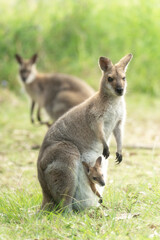 kangaroos with baby in the pouch