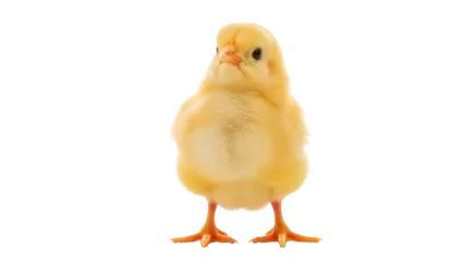 Fotobehang Kip Adorable fluffy yellow chick isolated on transparent PNG, cute baby chicken for Easter and spring designs, farm animal  © Finn