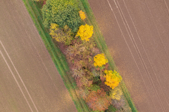 Aerial view of colorful autumn trees in a row between agricultural fields