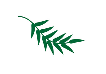 a green delicate branch on a white background, isolated