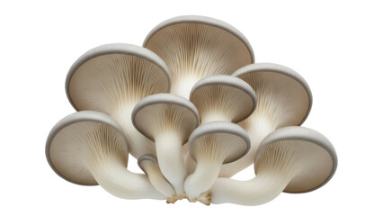 Oyster mushrooms PNG isolated on transparent background, edible fungi with a delicate flavor for gourmet cooking and healthy eating © Marie