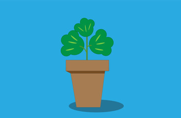 indoor plant in a pot on a blue background,