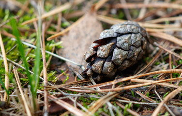 Obraz premium A pine cone is on the ground