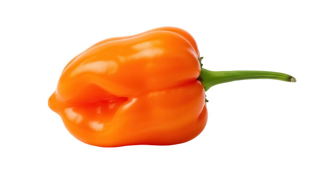 Vibrant orange habanero pepper isolated PNG, hot chili pepper on transparent background for culinary and spicy food designs