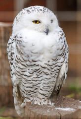 A white owl with yellow eyes is sitting on a log