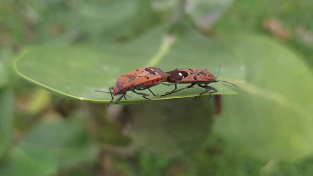 Close-Up of Red Cotton Stainer Bugs Mating on Seed Pod in Natural Habitat, Macro Wildlife Footage