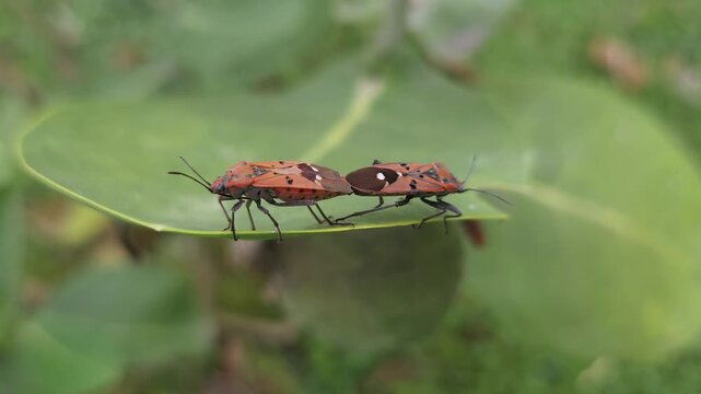 Close-Up of Red Cotton Stainer Bugs Mating on Seed Pod in Natural Habitat, Macro Wildlife Footage