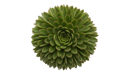 Isolated round green succulent plant showing spiral leaf pattern, natural light, garden plant