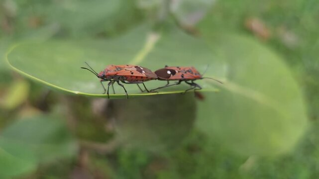 Close-Up of Red Cotton Stainer Bugs Mating on Seed Pod in Natural Habitat, Macro Wildlife Footage