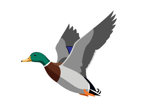 Vector illustration of a duck in flight, showcasing its vibrant plumage and dynamic wingspan in a crisp white environment