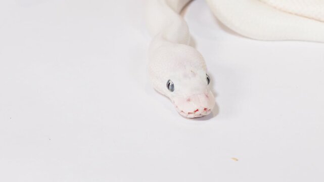 Albino White Snake Flicking Tongue on White Background