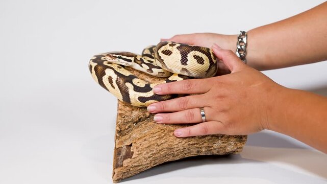Hands Gently Handling Ball Python on Wooden Perch