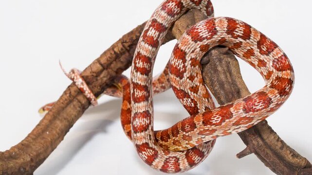 Red Corn Snake Slowly Coiling Around Wooden Branch