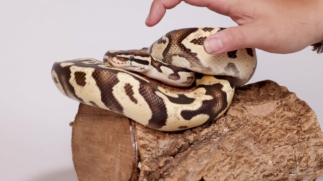 Hand Gently Touches Coiled Ball Python on Log