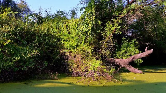 A vibrant canal covered in bright green duckweed flows through the lush, sun-dappled forest with dense foliage over the water's edge at Keoladeo Bird Sanctuary, Bharatpur.