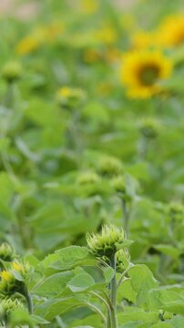 Yellow Sunflowers and Green Buds Swaying in a Windy Scottish Field