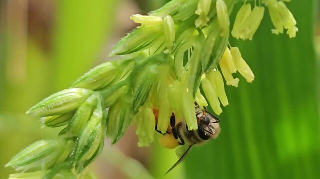 Close up Macro Footage. Honey bee collecting pollen from corn flower, showcasing pollination process, insect behavior, agriculture ecosystem, and natural biodiversity in a green field.