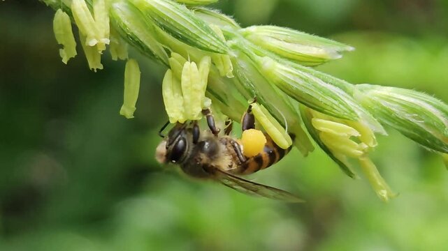 Close up Macro Footage. Honey bee collecting pollen from corn flower, showcasing pollination process, insect behavior, agriculture ecosystem, and natural biodiversity in a green field.