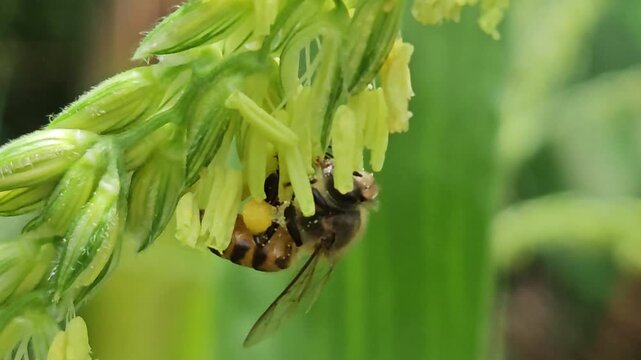 Close up Macro Footage. Honey bee collecting pollen from corn flower, showcasing pollination process, insect behavior, agriculture ecosystem, and natural biodiversity in a green field.