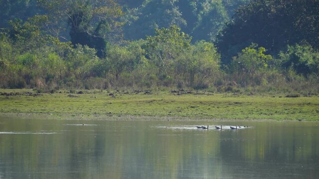 Migratory birds Cormorants swimming in the wetlands of Kaziranga National Park