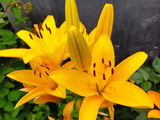 Yellow Lily, flower in the garden, ornamental flowerbed. Photo in the natural environment.