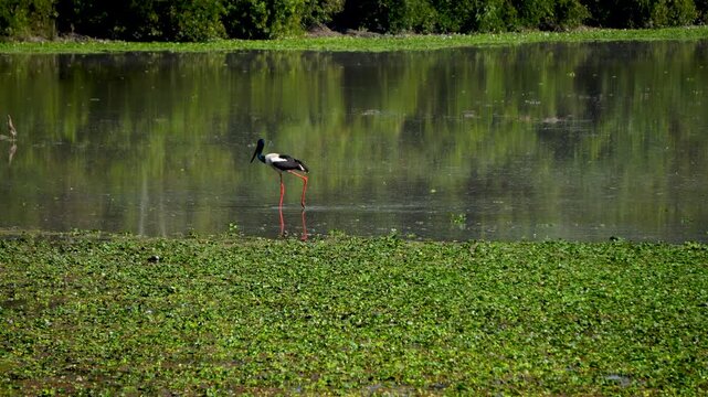 Black Necked Stork walking gently in the wetlands of Kaziranga National Park along with other migratory birds 2