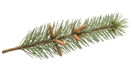 Isolated fresh green pine branch with short cones, coniferous nature evergreen foliage © Percival