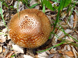 Mushroom call blusher (amanita rubescens) in the  forest