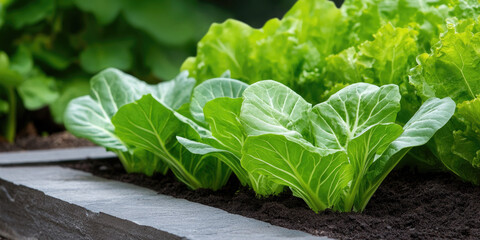 Fresh green cabbage and various leafy vegetables growing in rich dark soil, offering a symbol of organic gardening, healthy eating, and sustainable agriculture with ample copy space