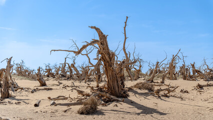 内蒙古-额济纳旗-胡杨林-怪树林-2025