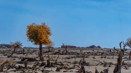 内蒙古-额济纳旗-胡杨林-怪树林-2025