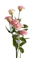 Pink carnation branch with blossoms and green leaves isolated on white background. Botanical floral