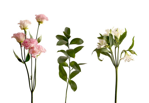 Floral branch set isolated on white background including carnation flowers, ruscus greenery, and