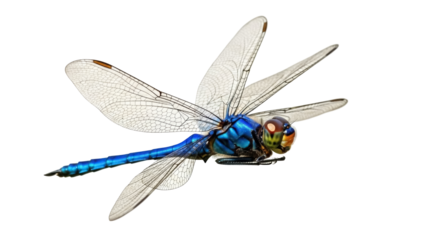 Isolated dragonfly insect resting with textured wings and a bright iridescent blue body