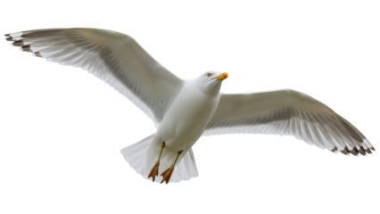 Isolated Flying Seagull with Wings Spread for Stock Photography and Design Needs Today