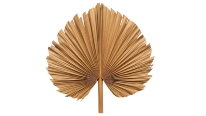 Isolated golden palm fan leaf, natural dried foliage, tropical decoration, home decor prop