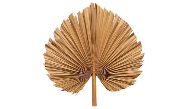 Isolated golden palm fan leaf, natural dried foliage, tropical decoration, home decor prop