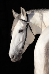 White horse portrait in dark stable background