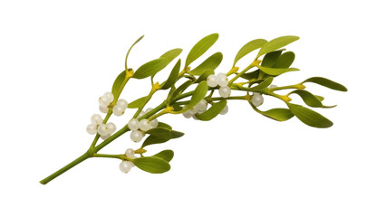 Isolated sprig of mistletoe branch with pearl white berries & olive green leaves closeup © Isolde