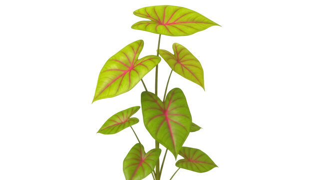 Isolated colorful Caladium plant, tropical botanical garden flower, vibrant summer flora