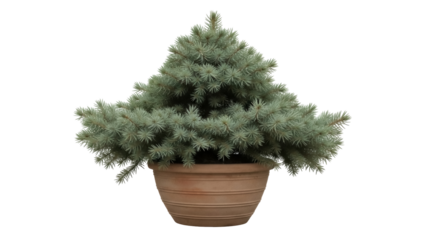 Isolated Alberta spruce in a terracotta pot, evergreen shrub in a decorative pot on display
