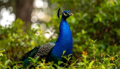 A vibrant peacock perched amidst lush green foliage