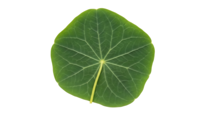 Isolated Nasturtium leaf, single green leaf with prominent veins, a simple and elegant botanical element
