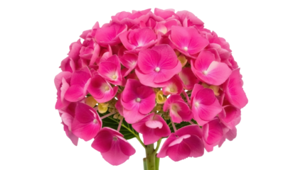 Isolated pink hydrangea flower head, floral bloom, beautiful flowering plant, blossom