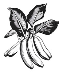 Banana is a naturally sweet and nutritious fruit, packed with essential vitamins and minerals. Great for boosting energy, supporting heart health.