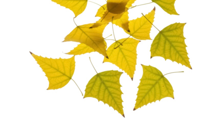 Isolated autumn maple leaves with stems in fall colors against a neutral background