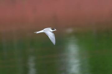 Black-headed Gull soaring over water, clutching a small fish in its beak, showcasing its agility and hunting skills in a natural wetland environment.