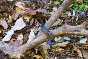 Slaty-backed Flycatcher perched among leafy branches, blending into its forest habitat, showcasing its subtle gray plumage and alert, watchful posture in the wild.