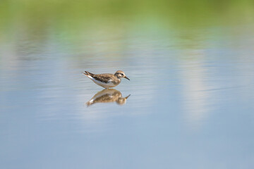 Temminck's Stint wading in shallow water, searching for food, showcasing its small size, delicate features, and natural wetland habitat in the wild.