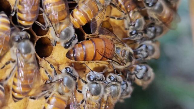 Indian Honeybees( apis cerena indica) move across hexagonal honeycomb cells with queen bee, showcasing social insects, biodiversity, and the essential role of bees in ecosystems.